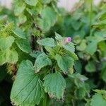 Lamium hybridumKwiat