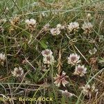 Trifolium occidentale ശീലം