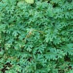 Selaginella uncinata Leaf