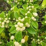 Codia nitida Flower