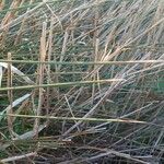 Juncus acutus Leaf