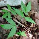 Cardamine leucantha Leaf