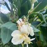 Canna glauca Flor