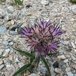 Saussurea alpina Flower