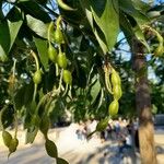 Styphnolobium japonicum Fruit