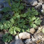 Ranunculus sprunerianus Leaf