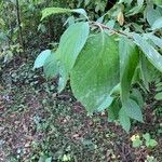 Cornus rugosa Feuille