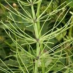 Equisetum × litorale Otro