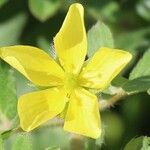 Tribulus cistoides Квітка