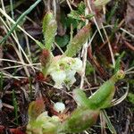 Arctous alpina Flor