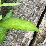 Persicaria hydropiper Leaf