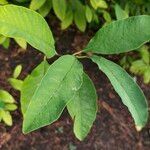 Oemleria cerasiformis Blatt