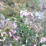 Erica australis 花