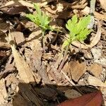 Dicentra formosa Fuelha