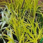 Carex elata Plante entière