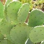 Opuntia engelmannii Corteccia