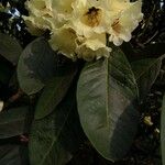 Rhododendron macabeanum Çiçek