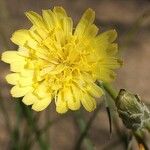 Malacothrix glabrata Flower