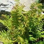 Dryopteris villarii Fulla