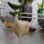 Stapelia gigantea Λουλούδι