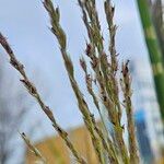 Miscanthus sinensis Fruit