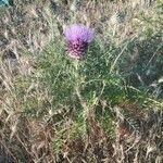 Cynara humilis Hábito