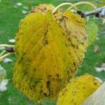 Davidia involucrata List