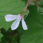 Pelargonium mossambicense Flower