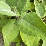 Lepechinia hastata Hoja