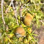 Juniperus oxycedrusFruit