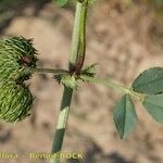 Medicago intertexta Altul/Alta