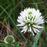 Trifolium montanum 花