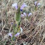 Cleonia lusitanica Habit