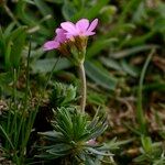 Androsace carnea Other