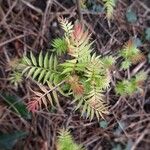 Sorbaria sorbifolia Blad