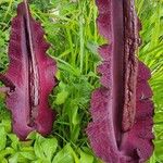 Dracunculus vulgaris Цвят