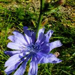 Cichorium intybus Drugo