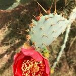 Opuntia elatior Flower