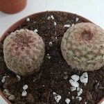 Echinocereus rigidissimus 叶