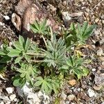Lupinus nootkatensis List