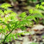 Gymnocarpium dryopteris ഇല