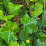 Hedera canariensis Leaf