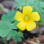 Oxalis suksdorfii Fiore