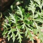 Libanotis pyrenaica 葉