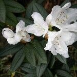 Rhododendron adenogynum Flower