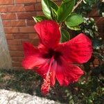 Hibiscus rosa-sinensisFlower