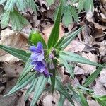 Aegonychon purpurocaeruleum Flower