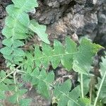 Sonchus radicatus Blad