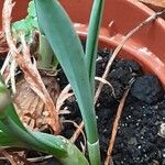 Galanthus elwesii Blad