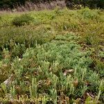 Lycopodium × oellgaardii Habit